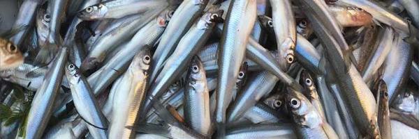 Rainbow smelt. Photo: Ellen Marsden A pile of netted rainbow smelt